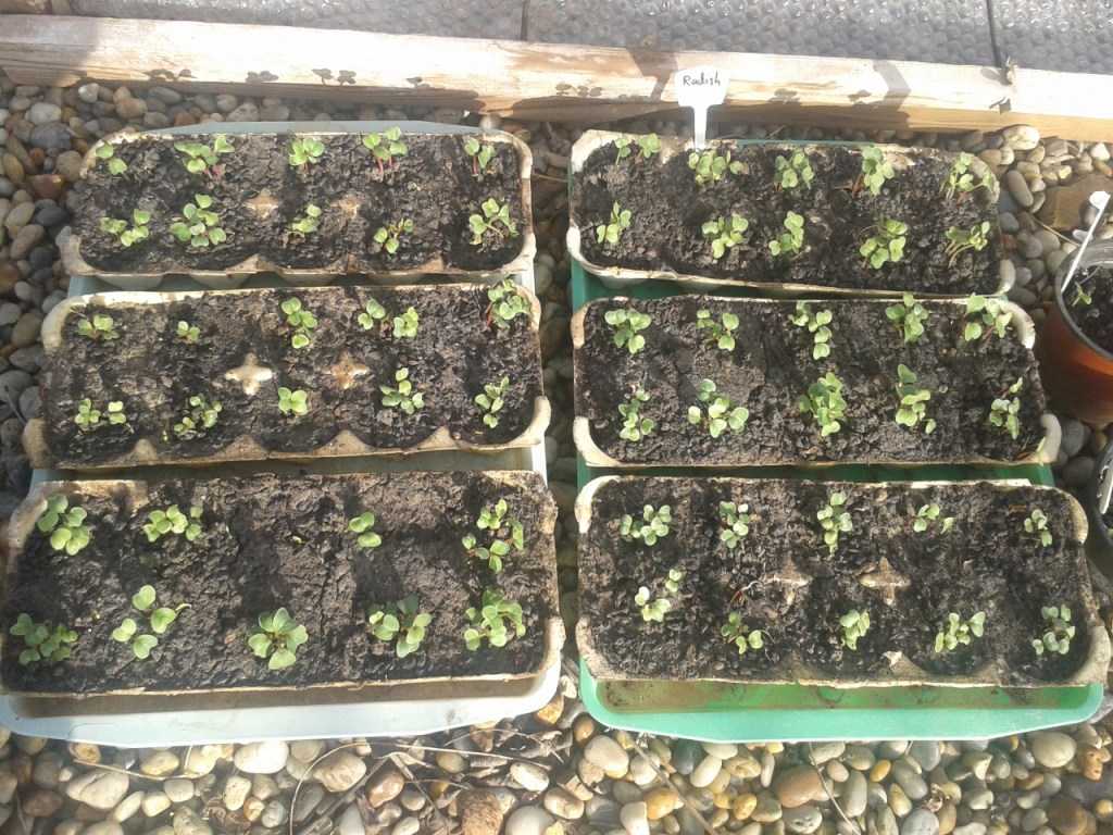 From Eggs to&nbsp;Radish