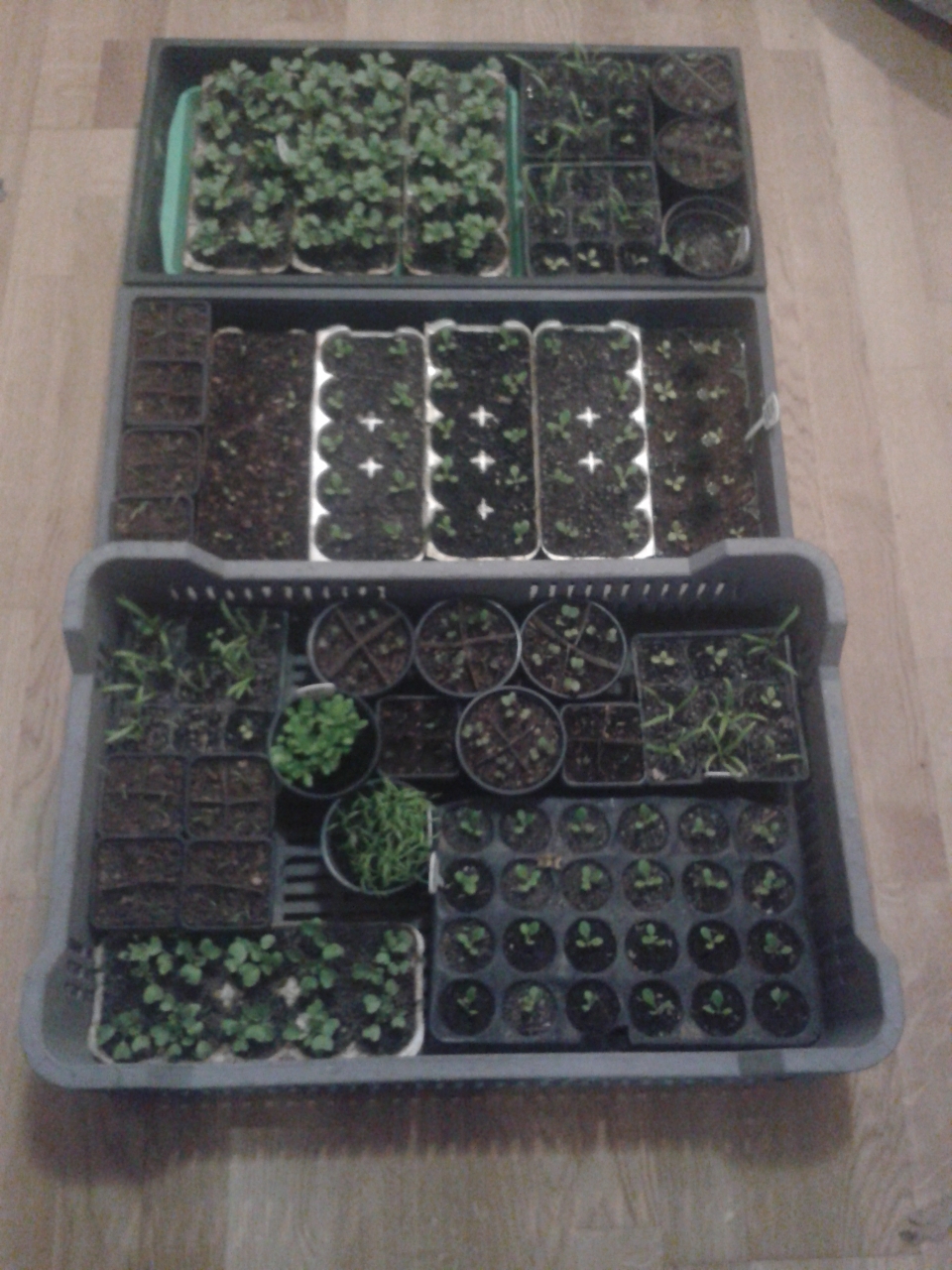 March Seedlings