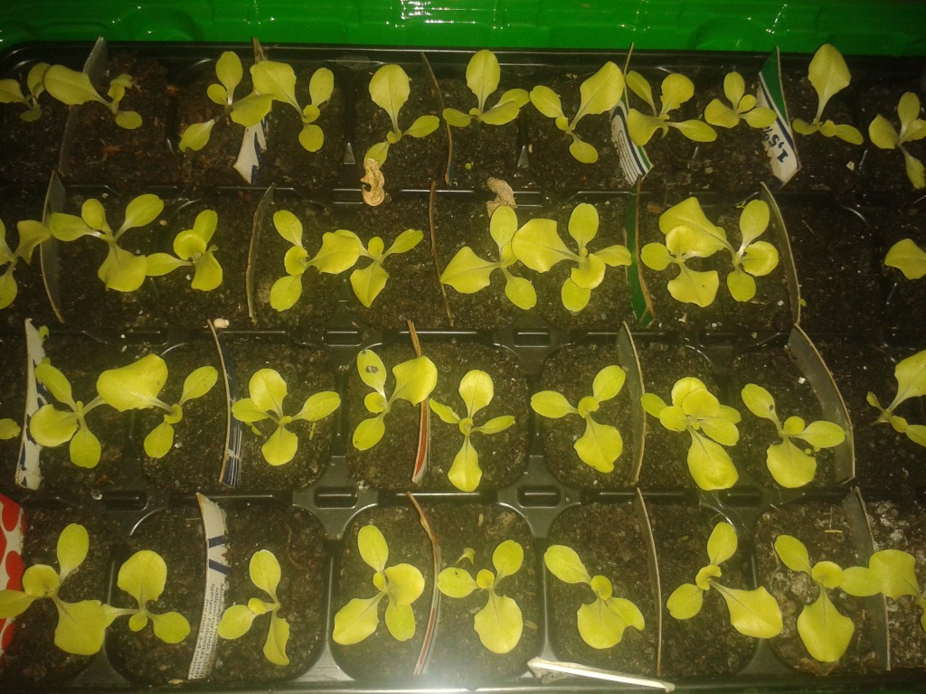 Lettuce Prick Out&nbsp;Update