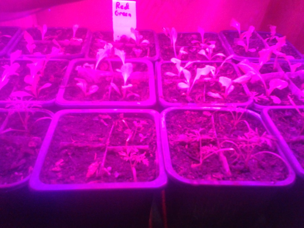 LED Grow Lights&nbsp;Update