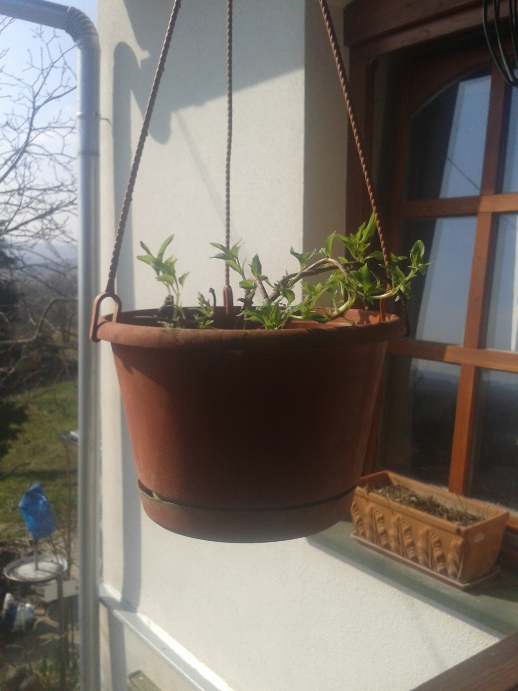 My Fuchsia