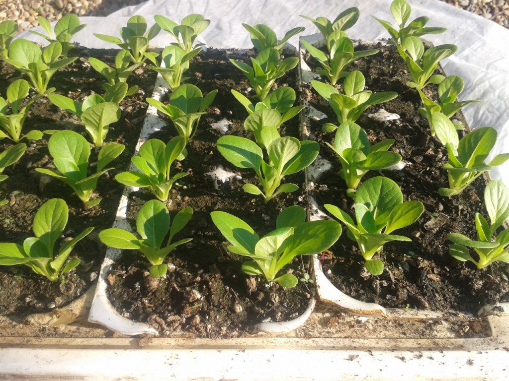 Planting Egg Carton&nbsp;Lettuce