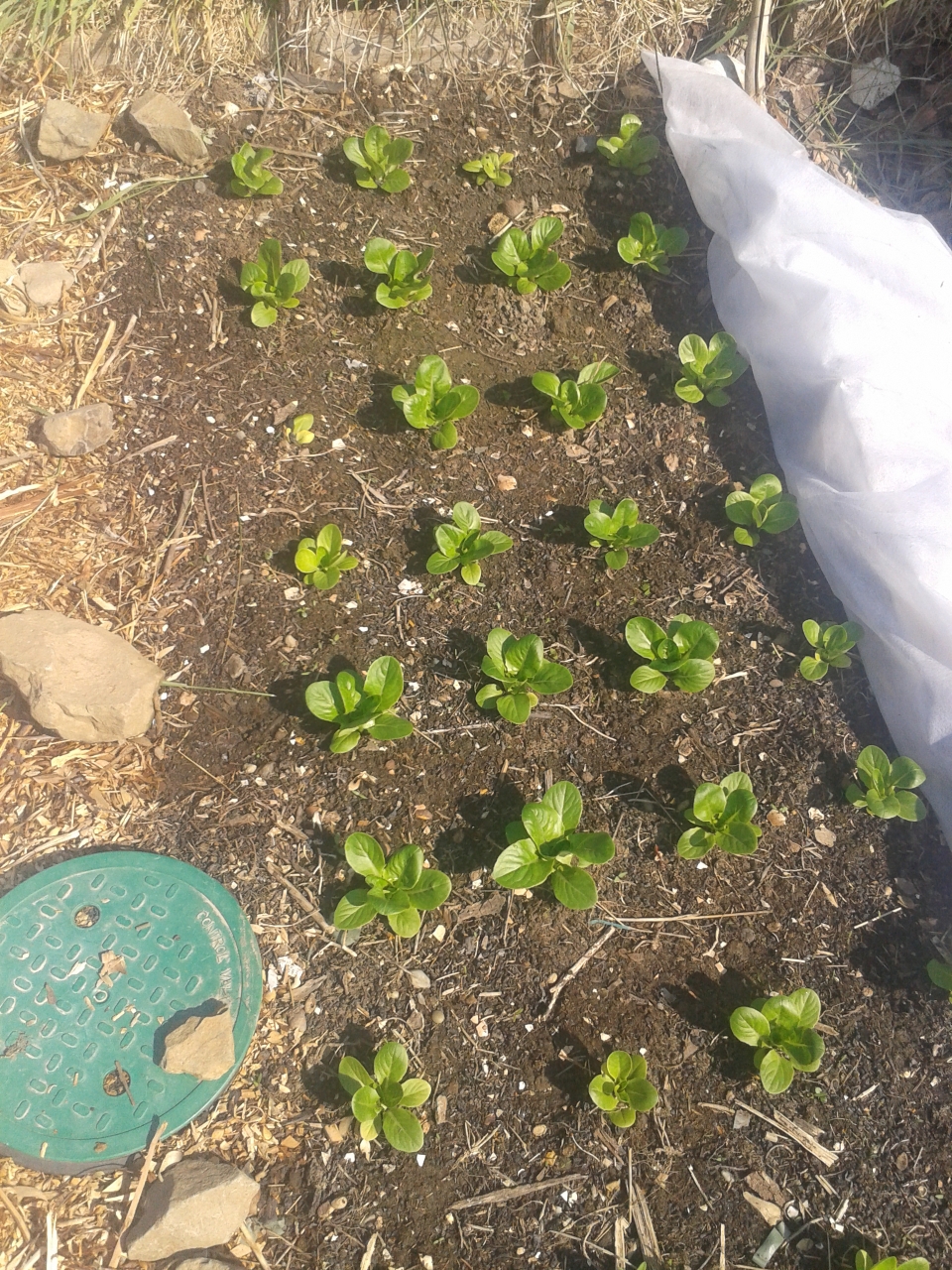 Lettuce 3 Weeks After Planting – No&nbsp;Dig