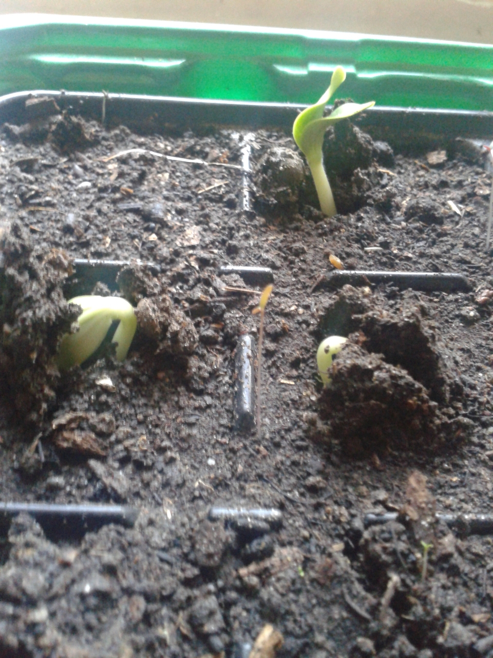 Birth of Zucchini
