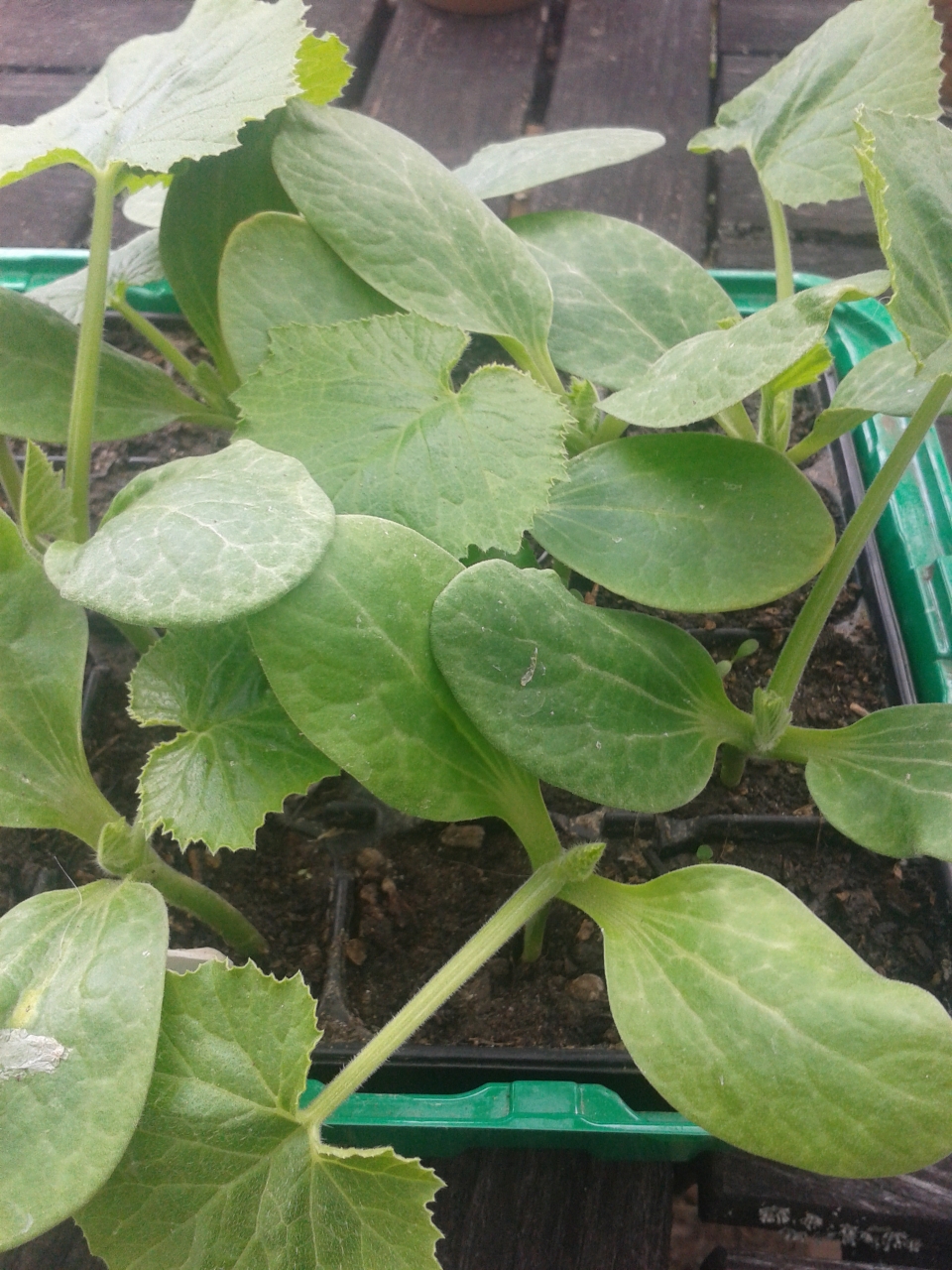 Transplanting Zucchini.