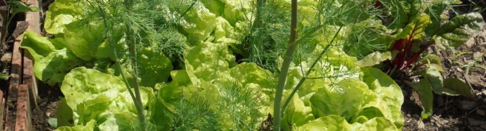 Intercropping tall dill with lettuce.
