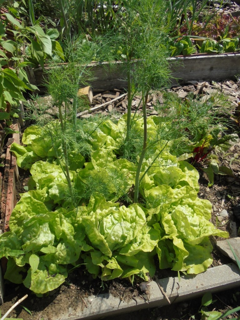 Intercropping tall dill with lettuce.
