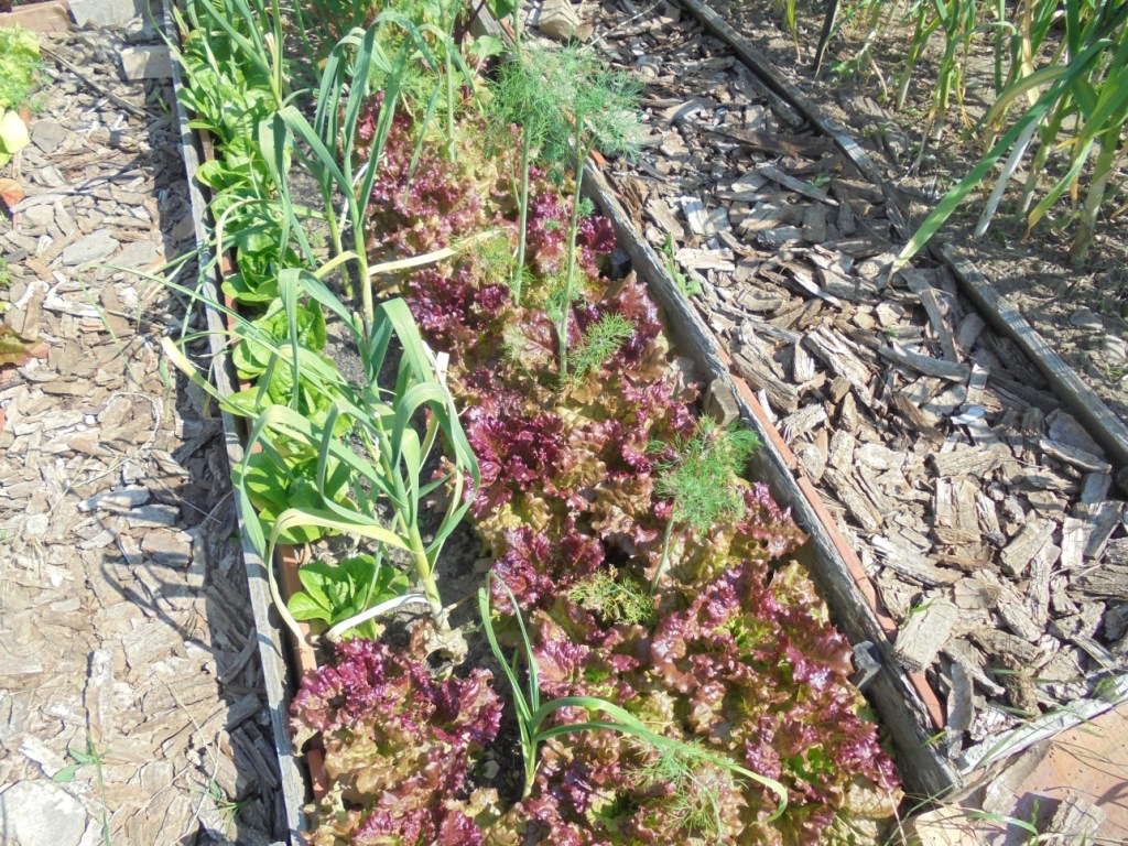 Intercropping tall dill and garlic with lettuce.