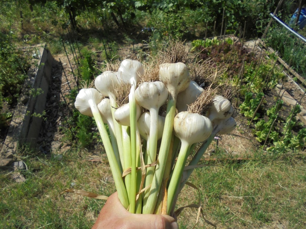 Starting the Garlic&nbsp;Harvest