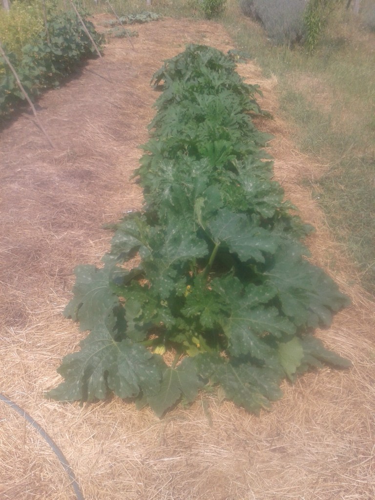 Zucchini growing early July.
