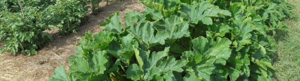Zucchini growing late July.