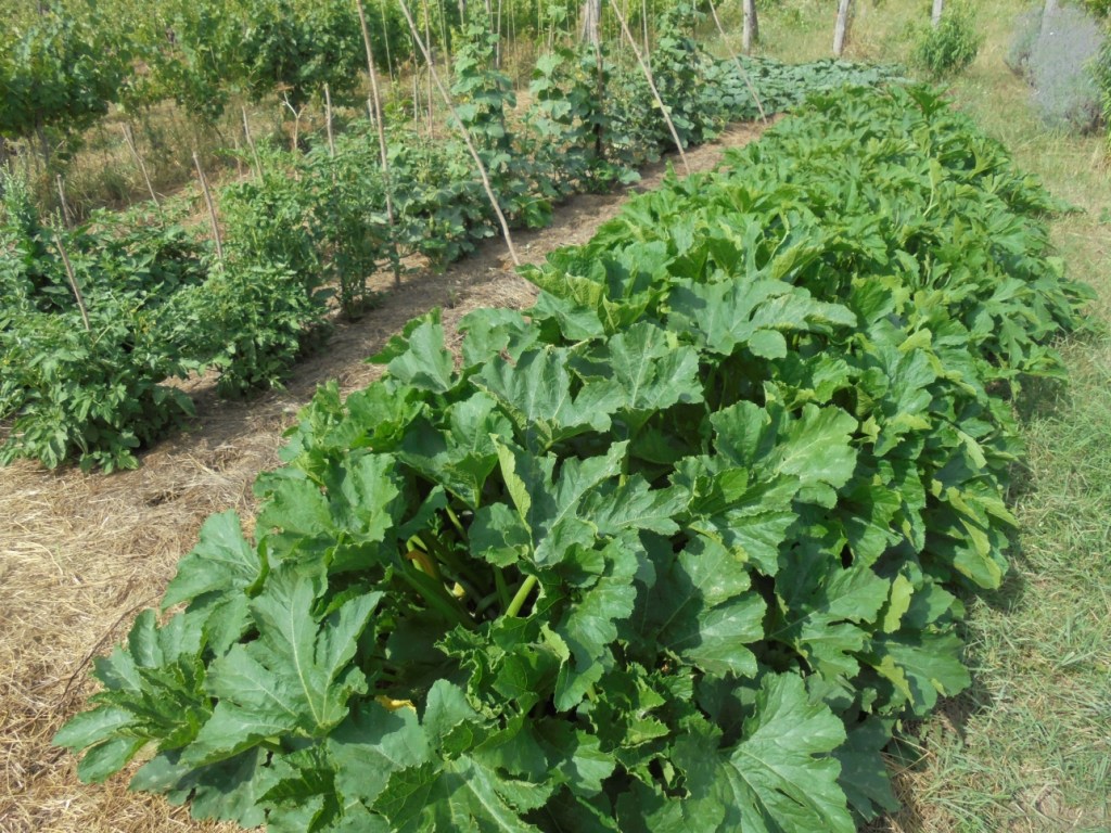 Zucchini growing late July.