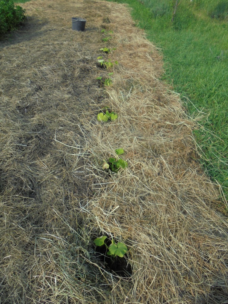 Zucchini planted early June.