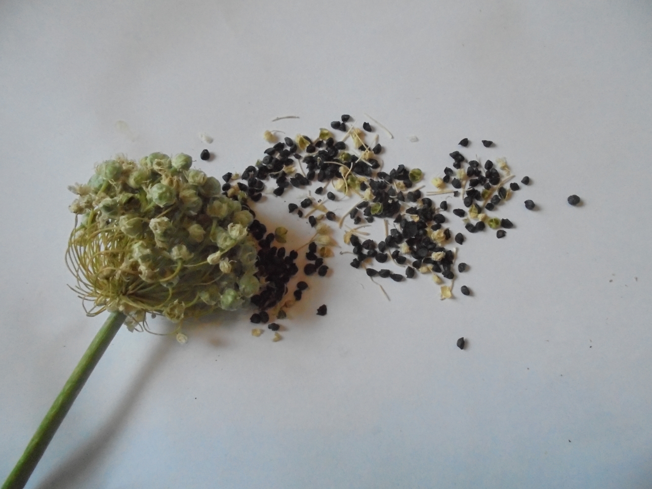 Onion seed pods and seeds.