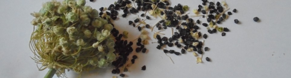 Onion seed pods and seeds.