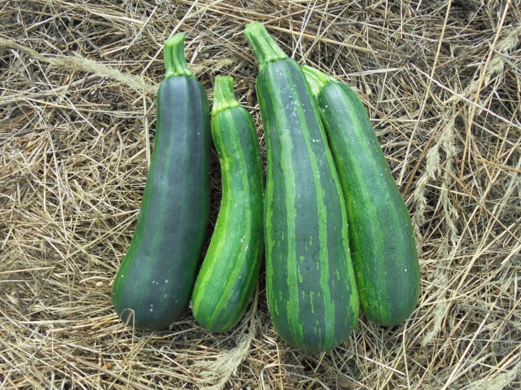 Daily zucchini harvest.