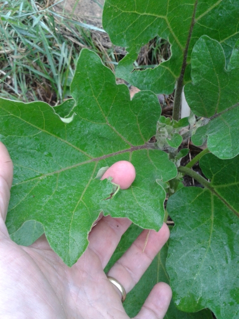 Hail damage on eggplant.