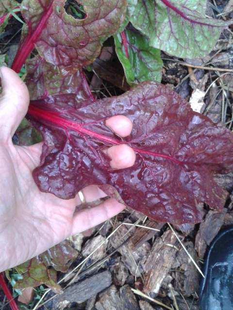 Hail damage on Swiss chard.