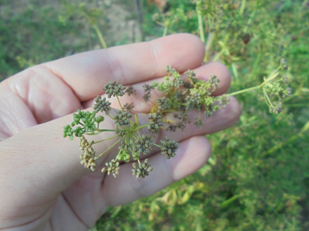 Celery seeds in the garden.