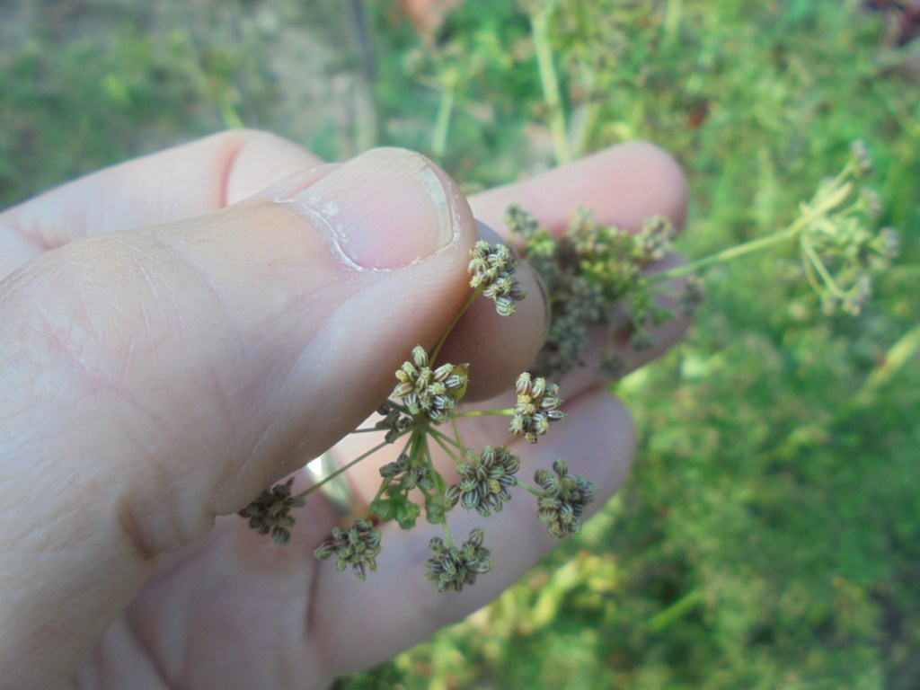 Celery seeds in the garden.
