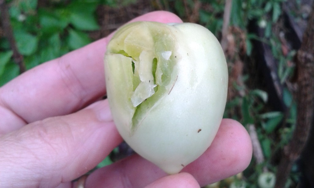Vegetable Garden Hail Damage