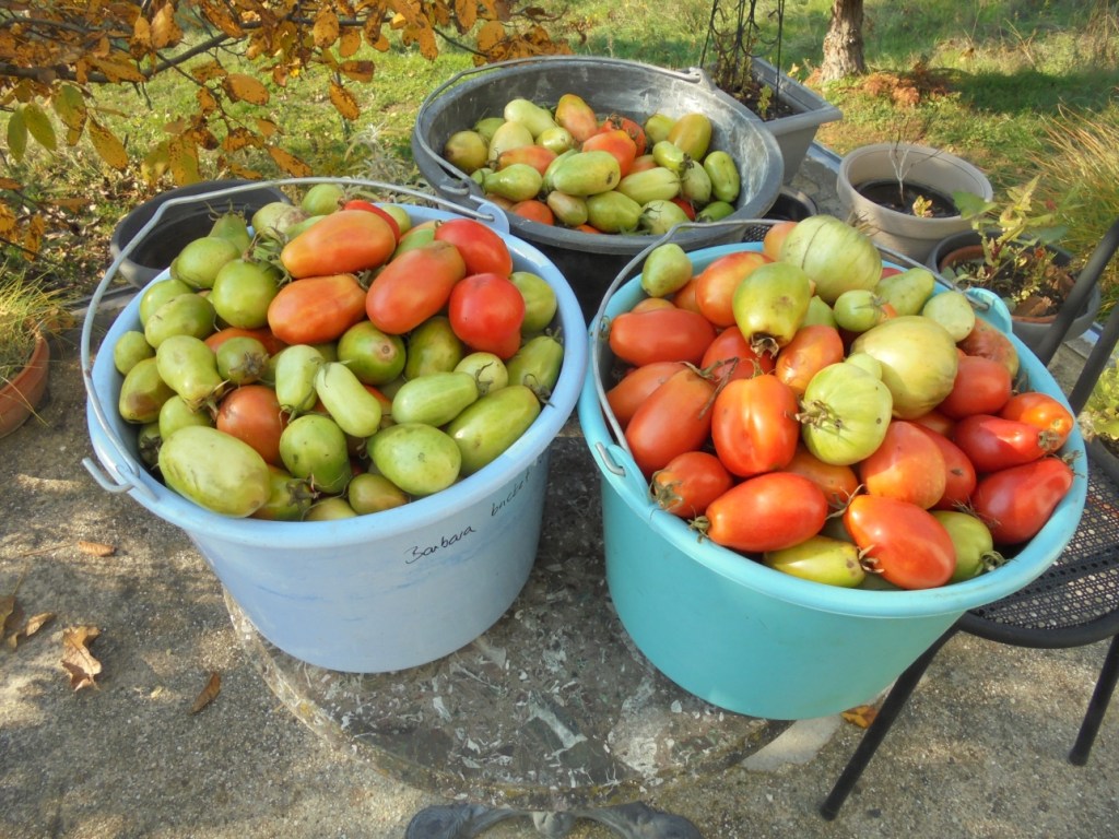 Autumn Buckets of&nbsp;Tomatoes