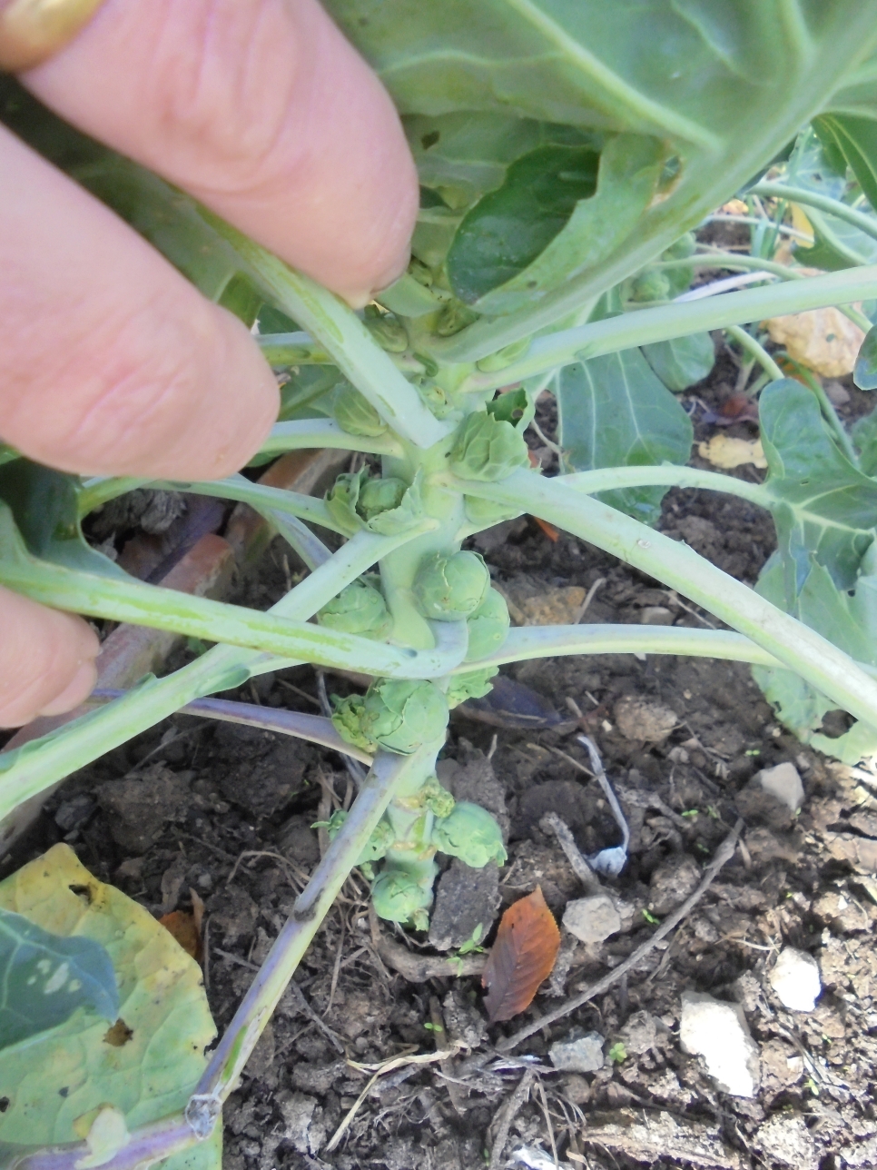 November Brussels Sprouts