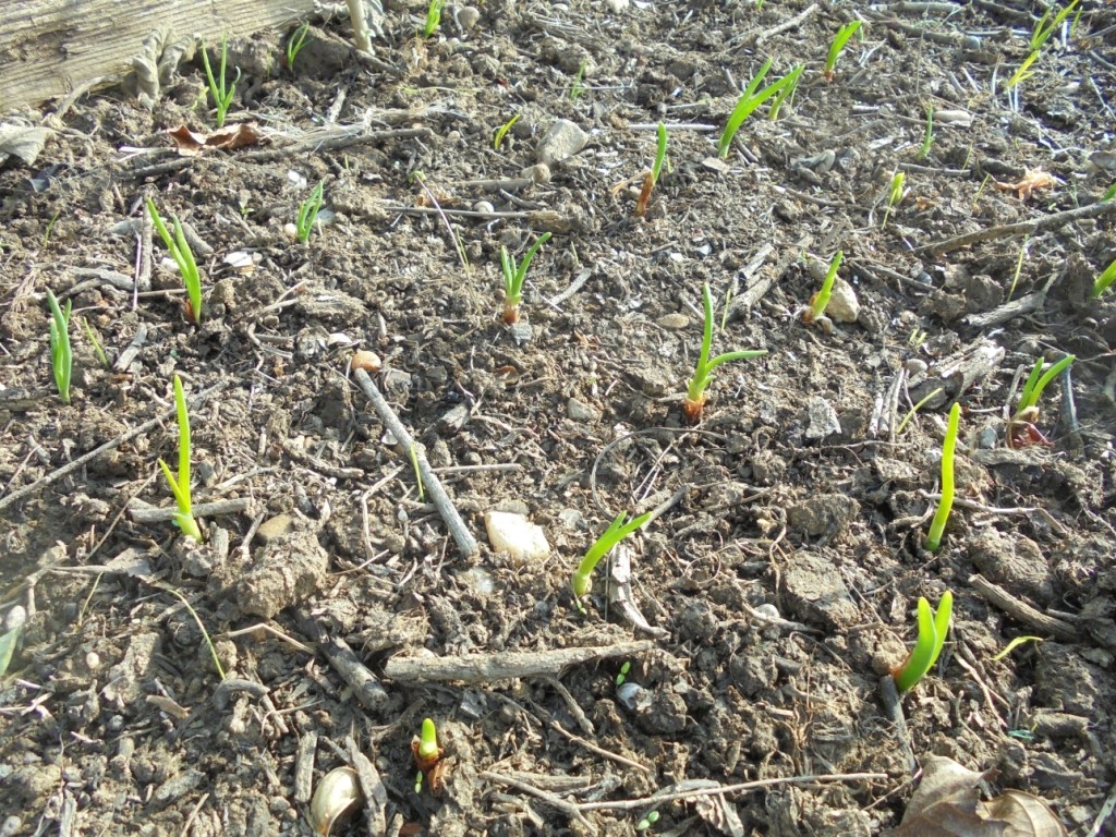 November Onions