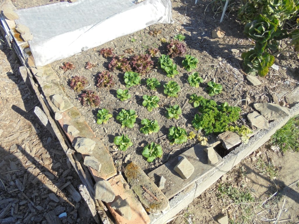March Winter Lettuce&nbsp;Reveal