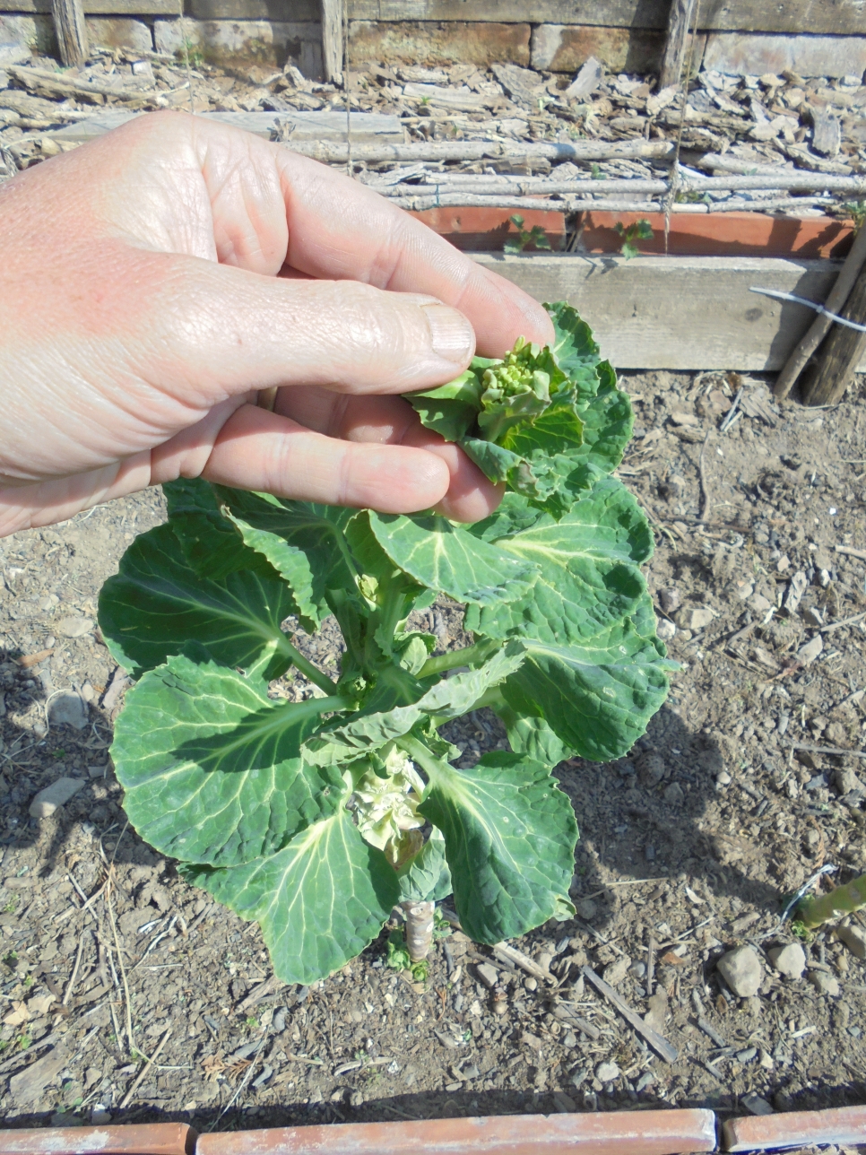Garden Hungry Gap … And&nbsp;Hacks