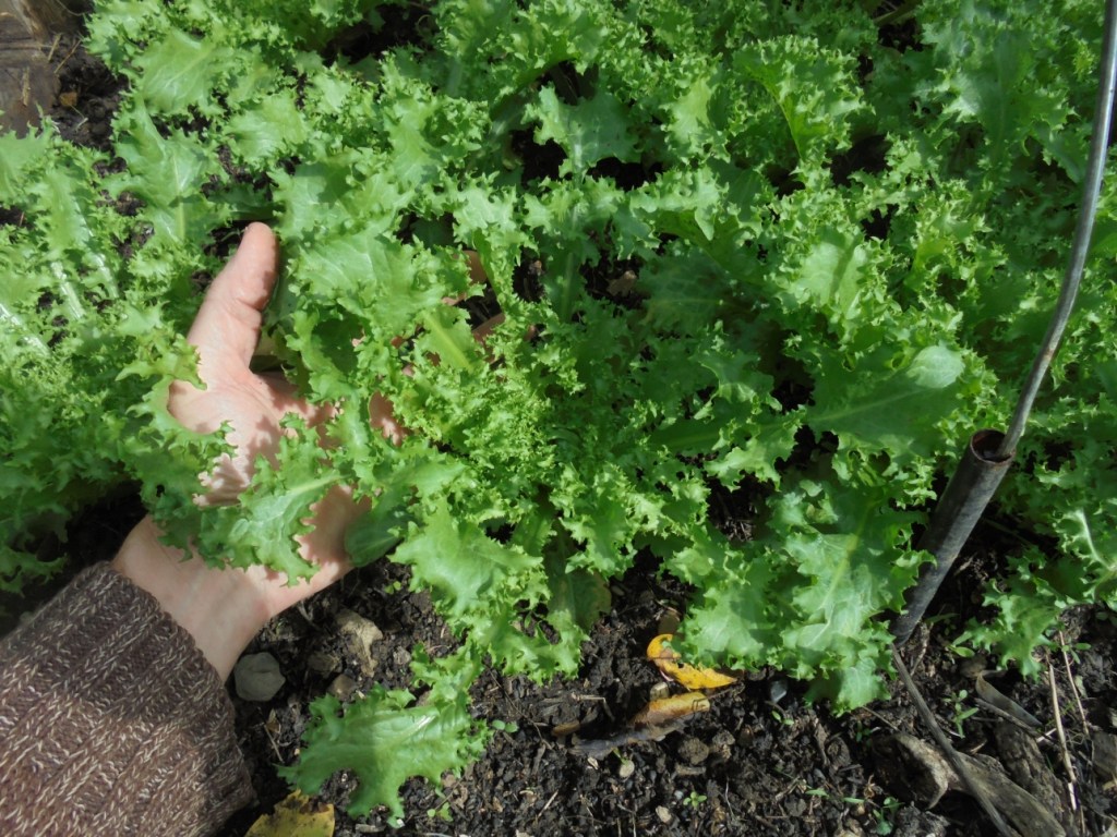Endive size and quality under low tunnel mesh