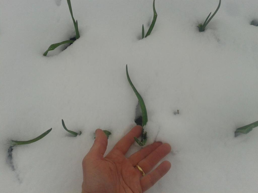 Winter 2023 garlic in snow size compared to my hand