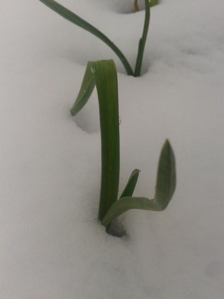 Winter 2023 garlic in snow