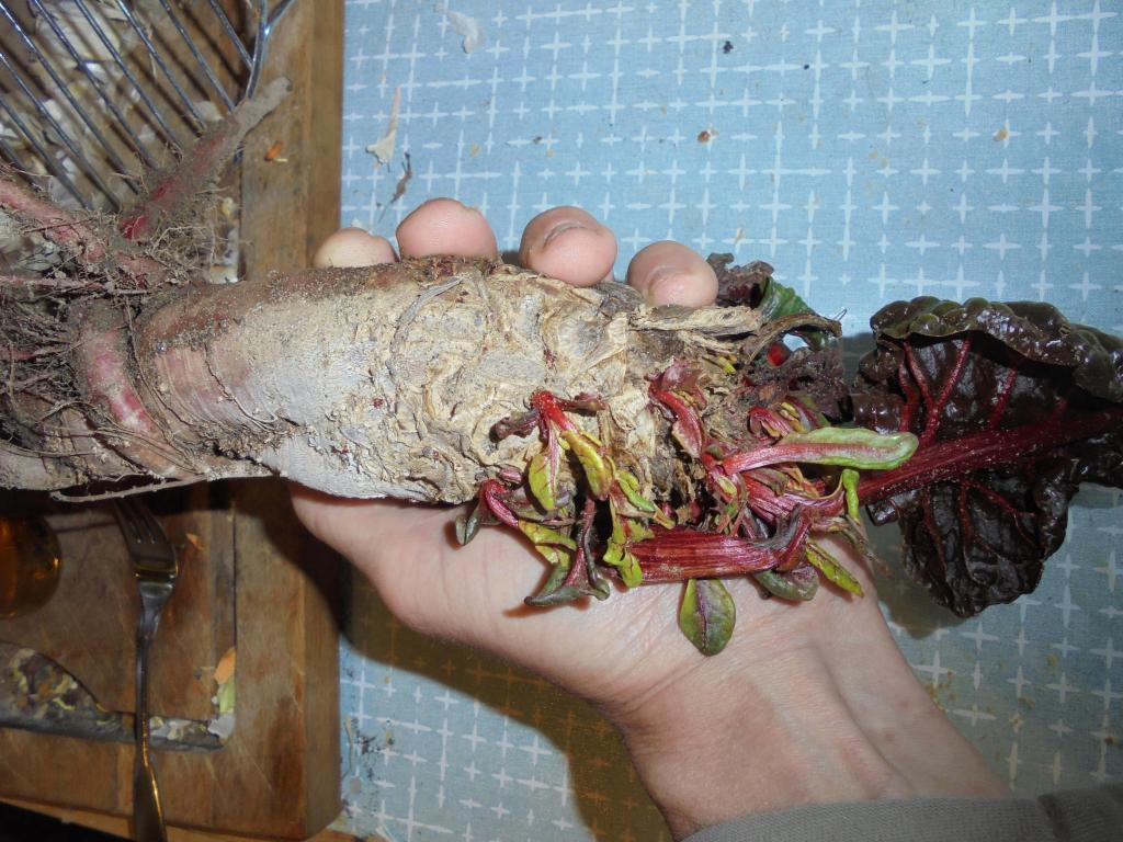 Swiss Chard raw root