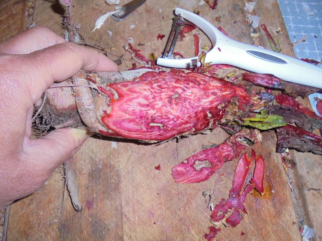 Swiss Chard peeled root