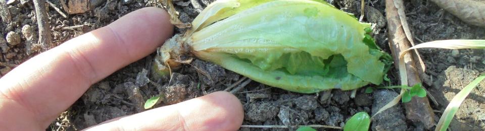 Stem damage from ice