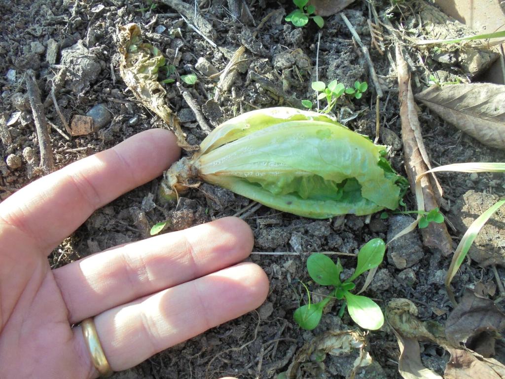 Stem damage from ice