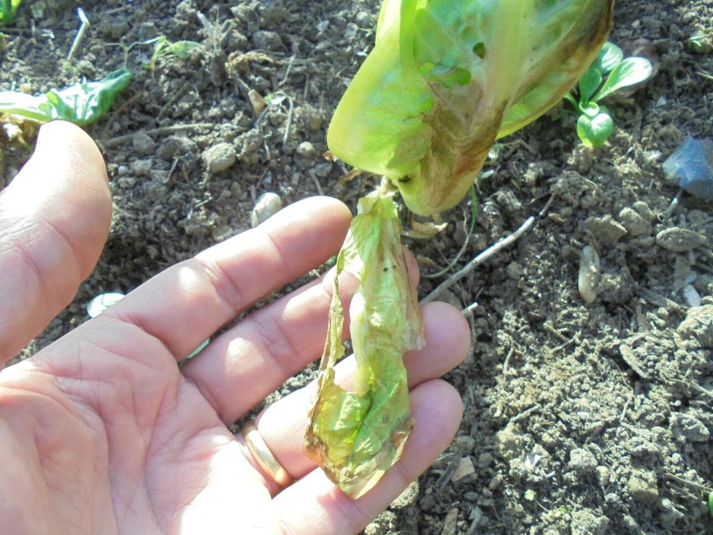 Leaf damage from ice