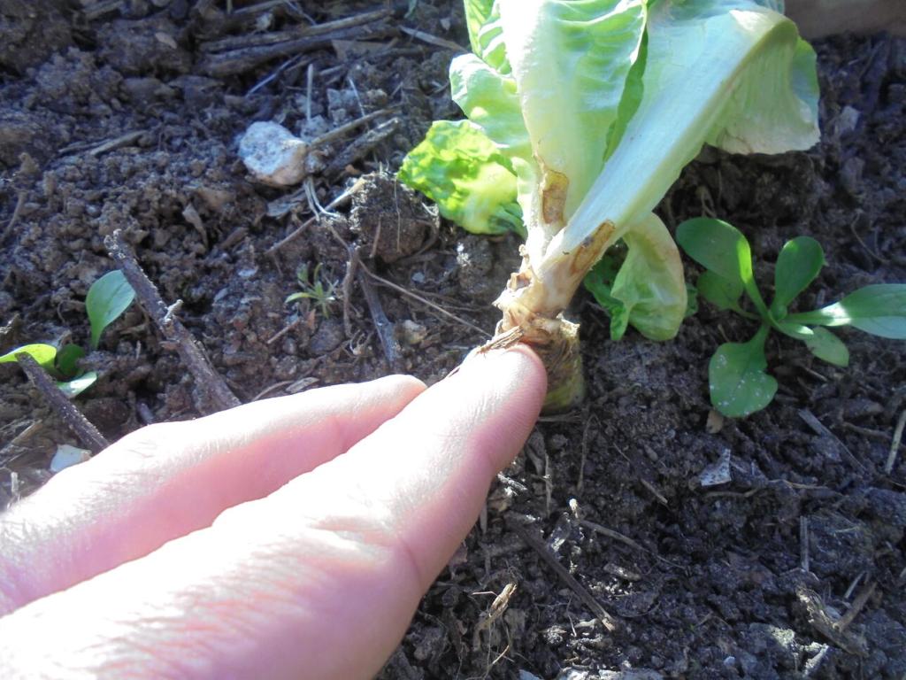 Stem damage from ice