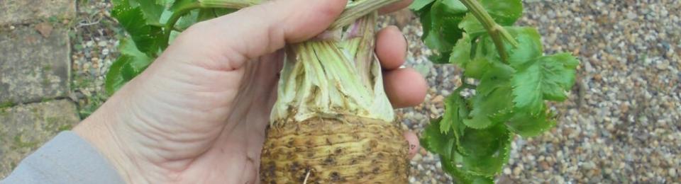 Celeriac bulb harvested
