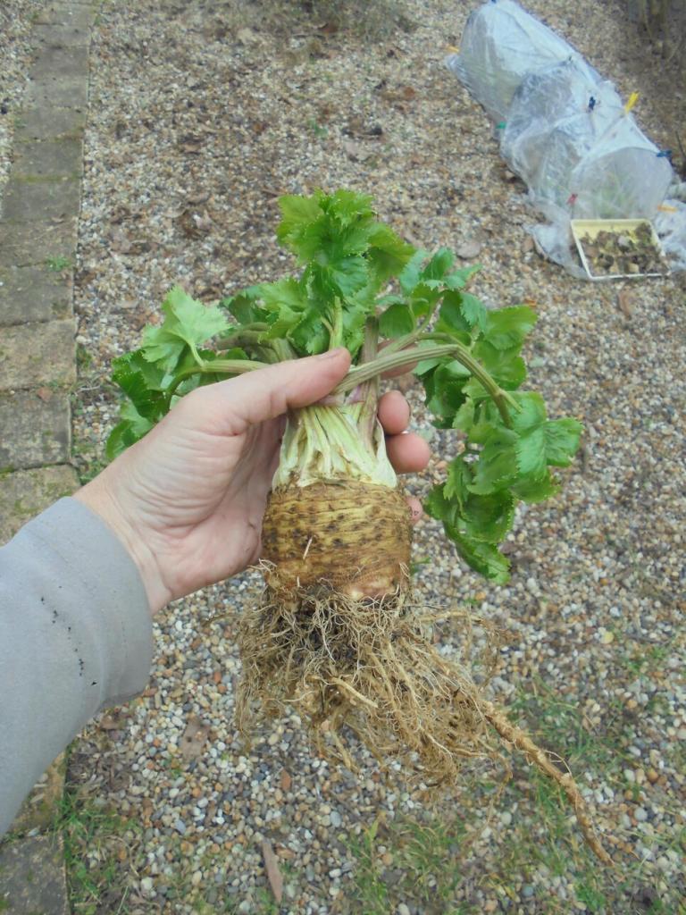 Celeriac bulb harvested