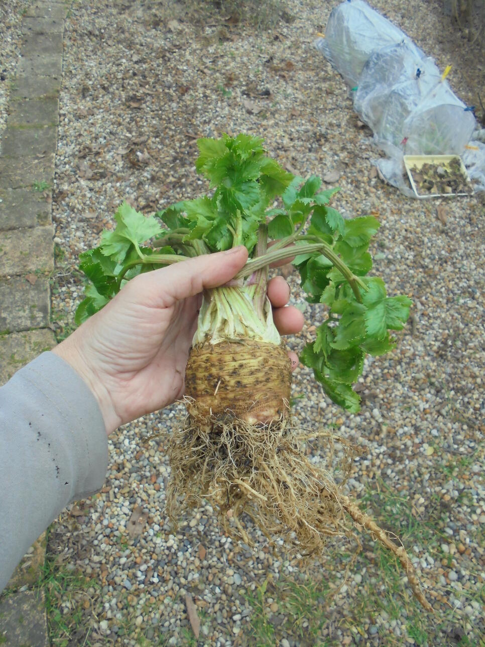 Winter 2023 Garden Ep 4:&nbsp;Celeriac