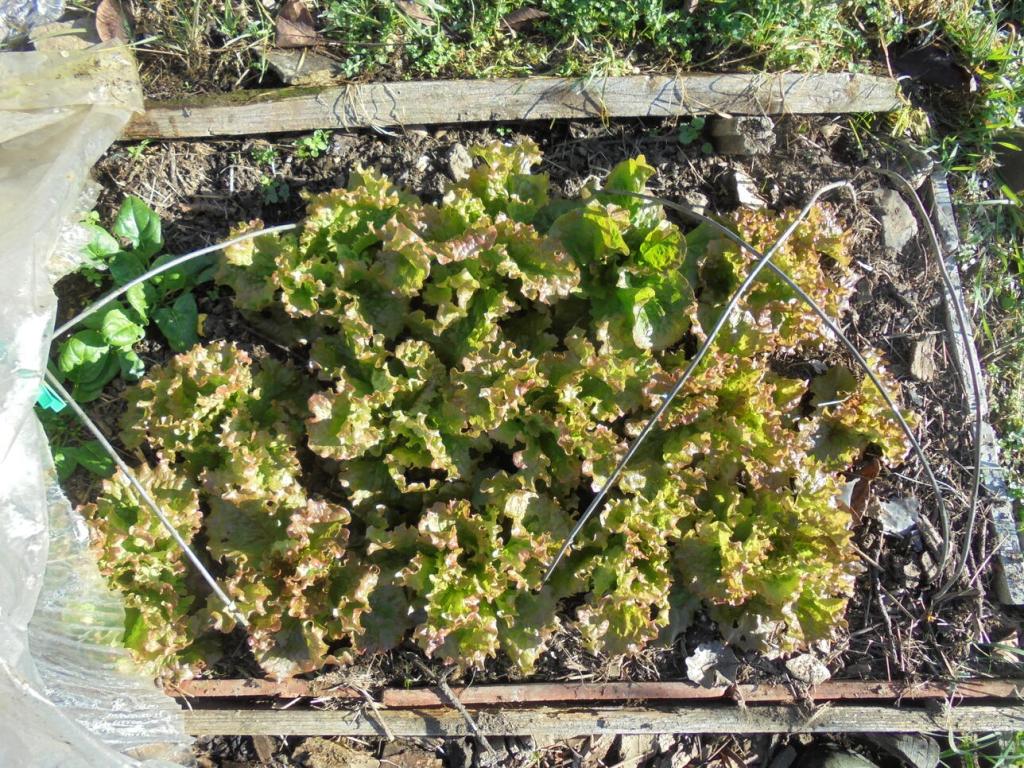 Lettuce under low tunnel