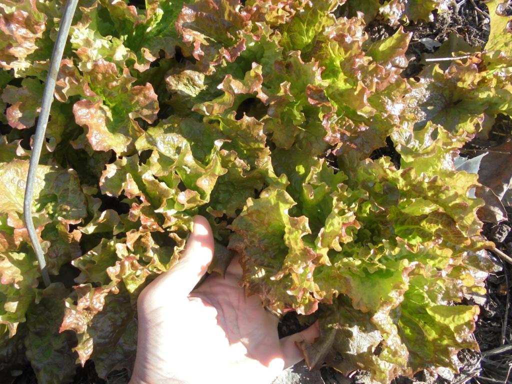 Lettuce under low tunnel