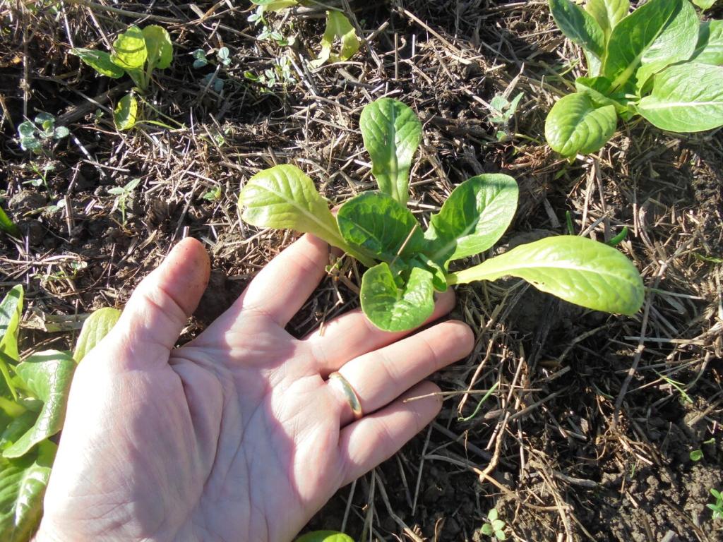 Lettuce under low tunnel