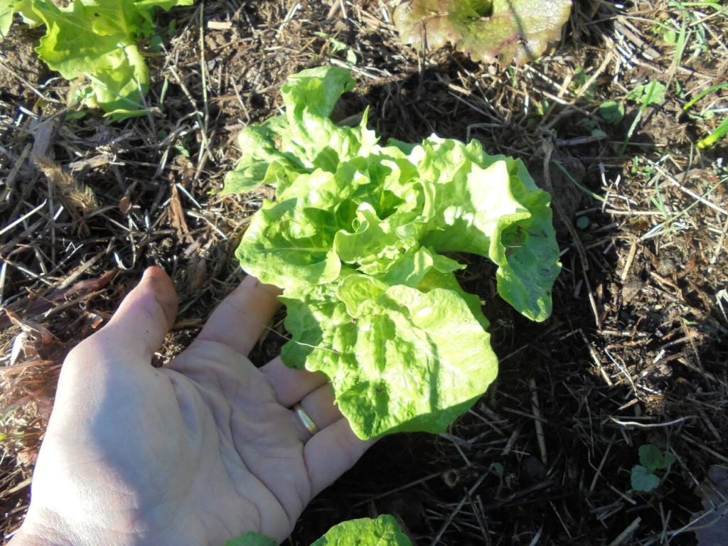 Lettuce under low tunnel