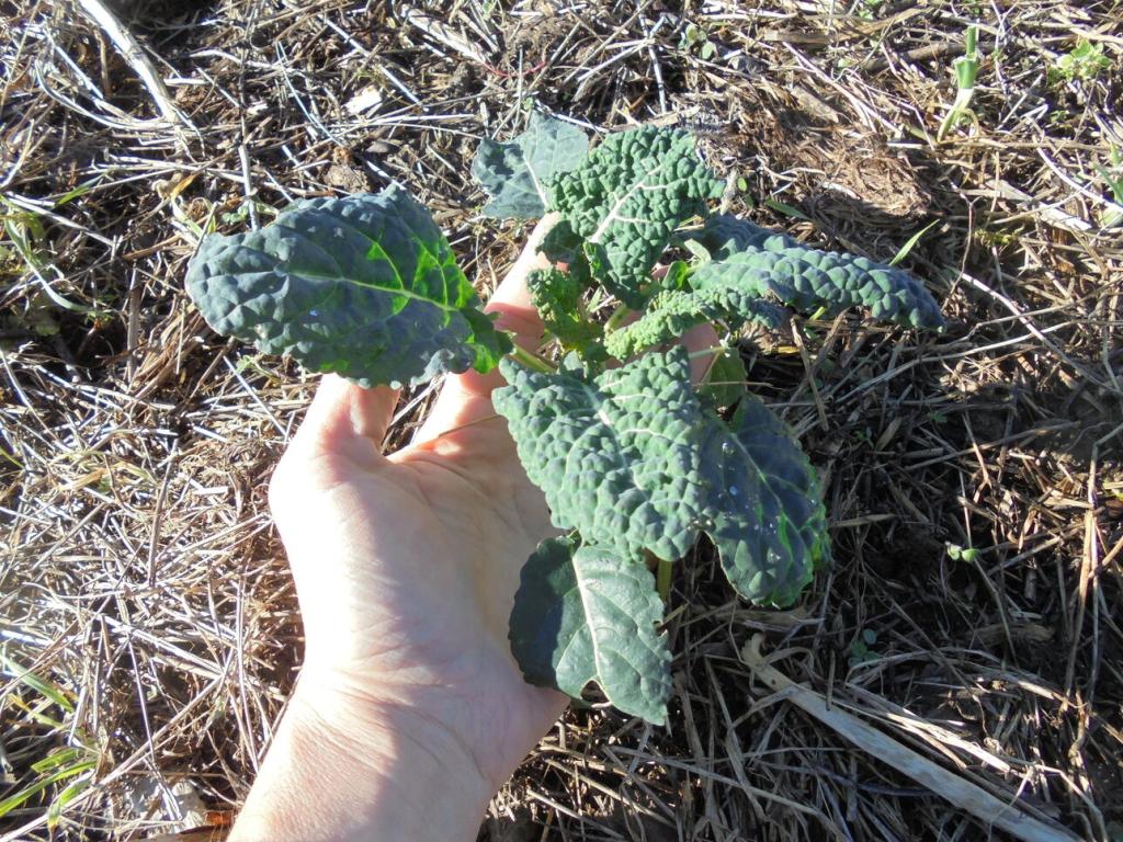 Winter 2023 Tuscan Kale