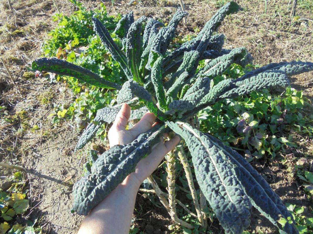 Winter 2023 Tuscan Kale planted in Autumn 2021