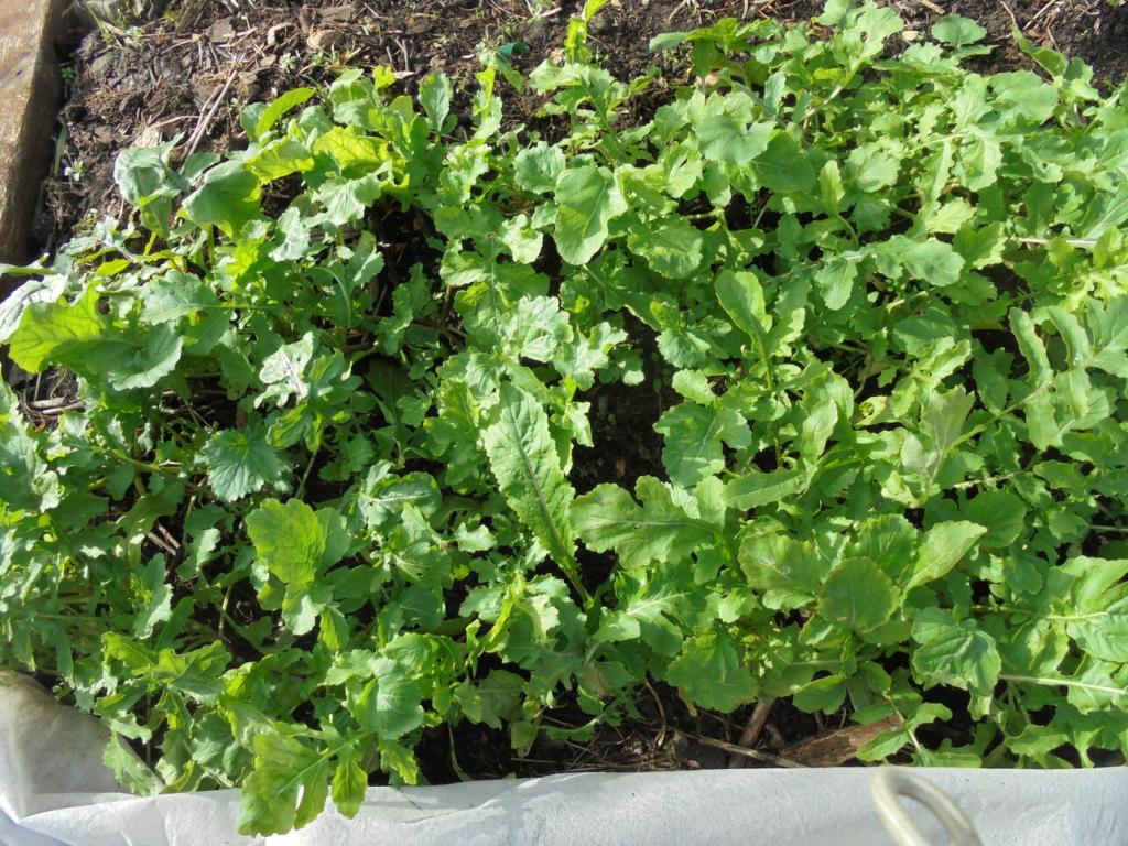 Arugula bed
