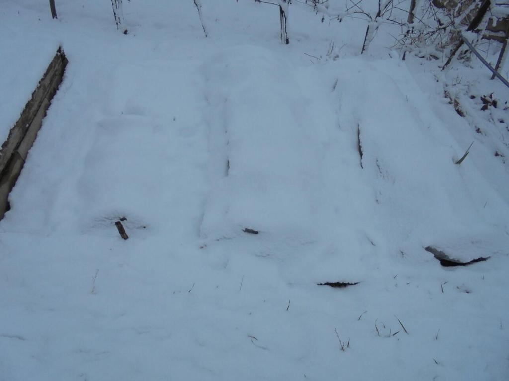 Winter 2023 low tunnels buried under snow